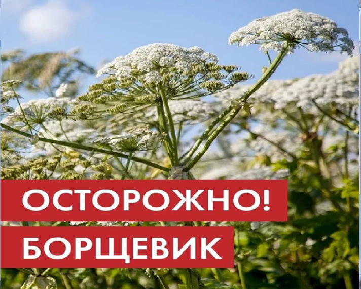 С 26 июня по 28 июля проводится месячник по профилактике правонарушений "Осторожно! Борщевик. С 26 июня по 28 июля проводится месячник по профилактике правонарушений "Осторожно! Борщевик.