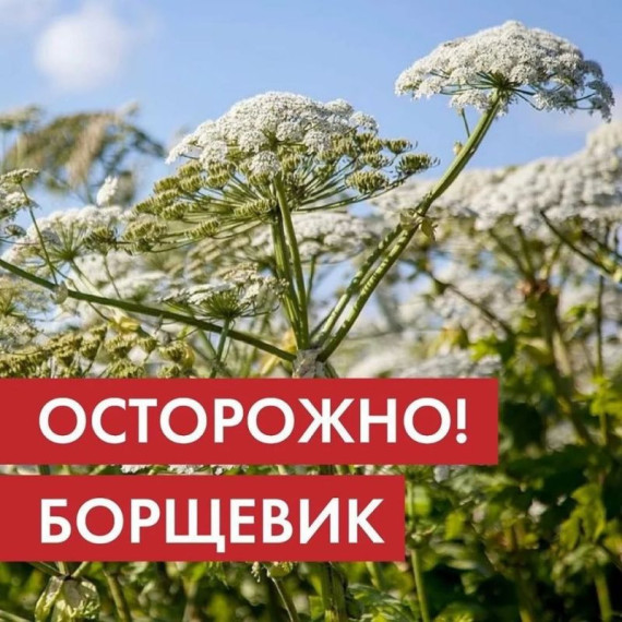 Осторожно! Борщевик!. Осторожно! Борщевик!.